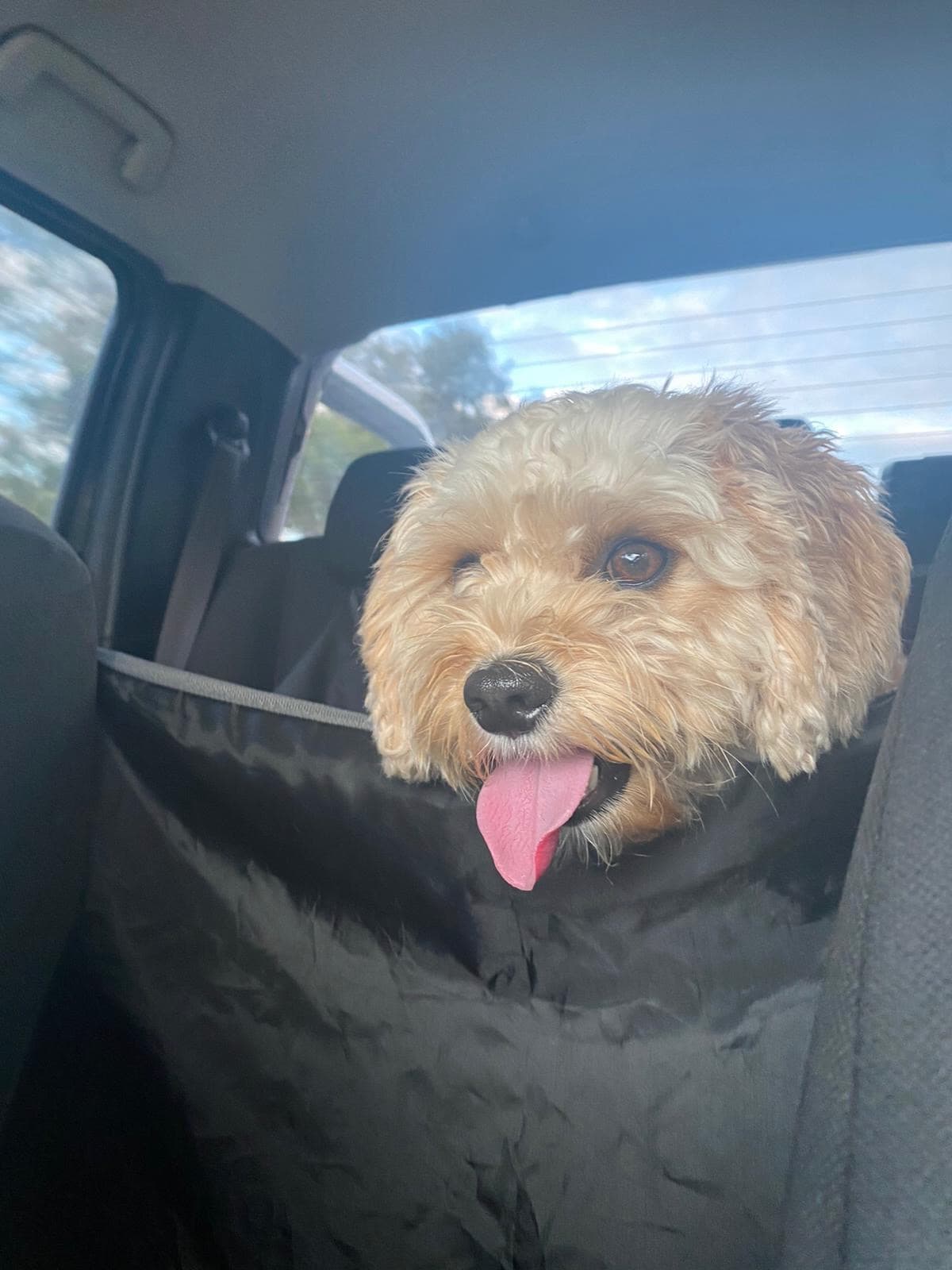 Gus the dog - Web & Roll